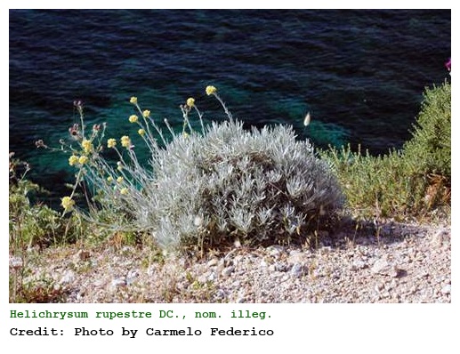 Helichrysum rupestre DC., nom. illeg.